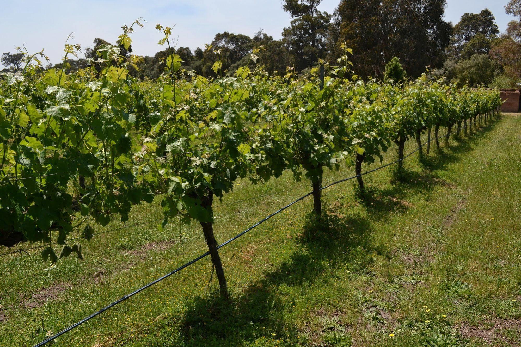 Island Brook Estate Winery And Chalets Margaret River Zewnętrze zdjęcie